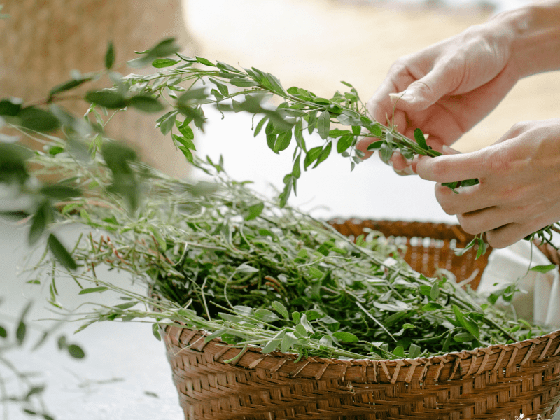 Les plantes à&nbsp;boire